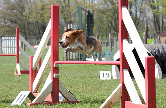 SliderAgility_1