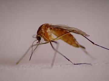 05_Moustique_Img