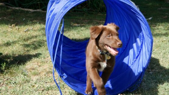 Djune Chiot, apprentissage Tunnel