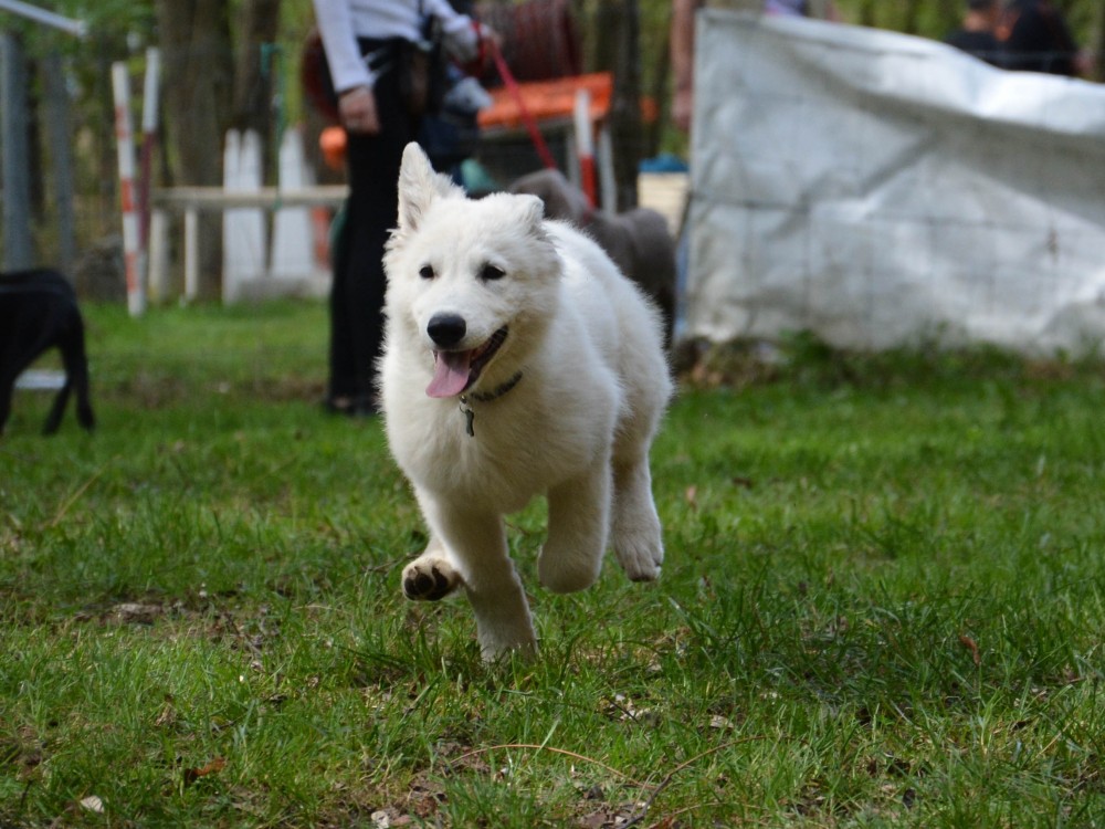 03_eco_chiot1