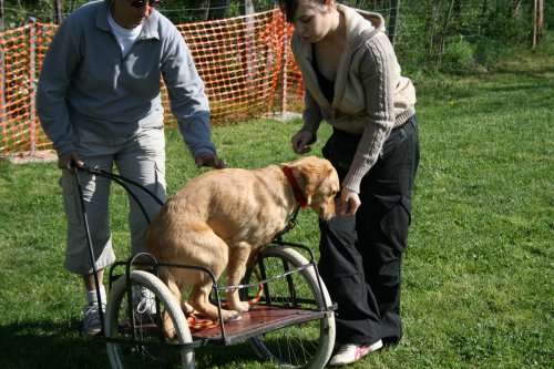 03_EC_chiot_chariot