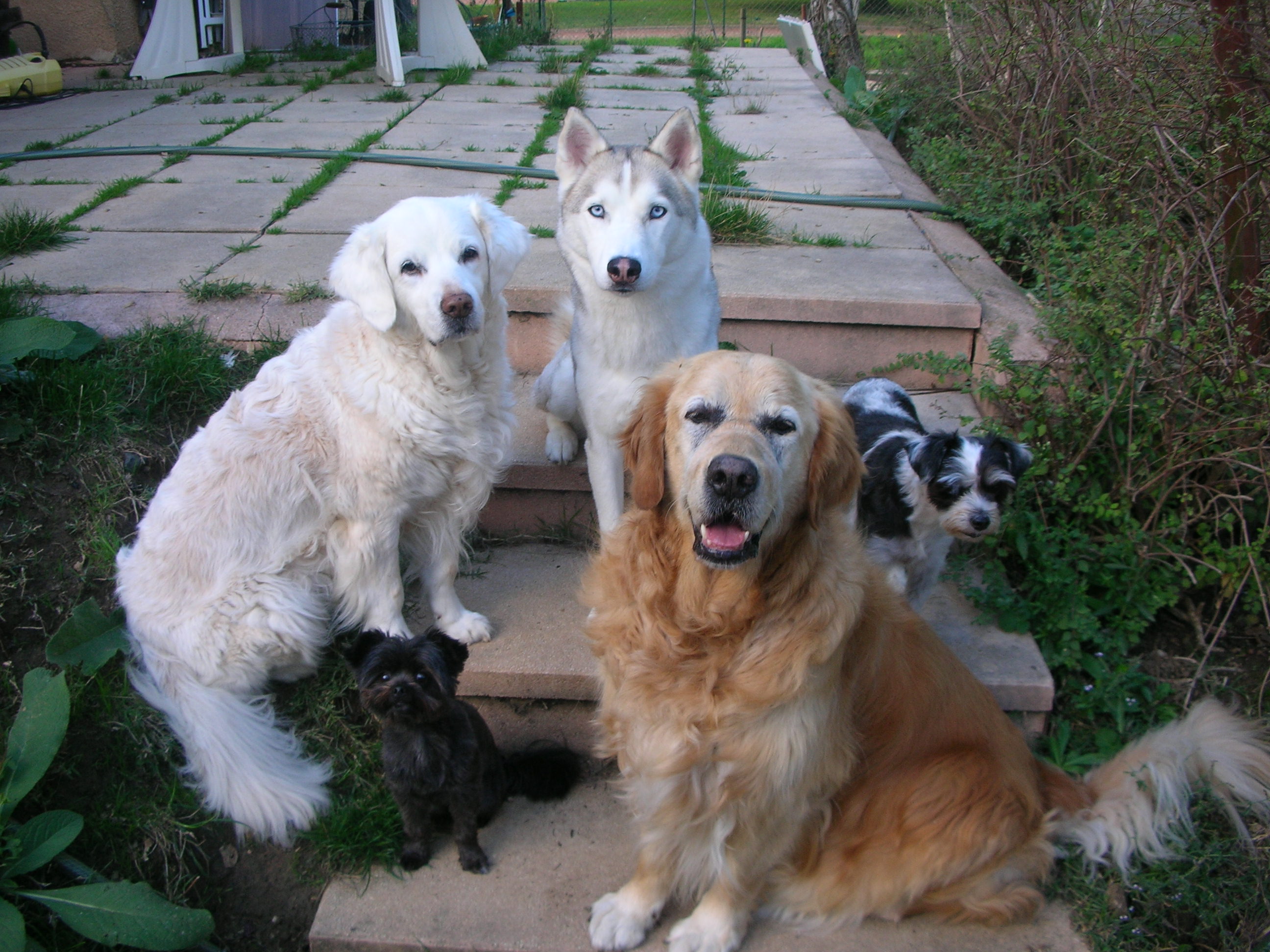 03_vis_frme_chiens
