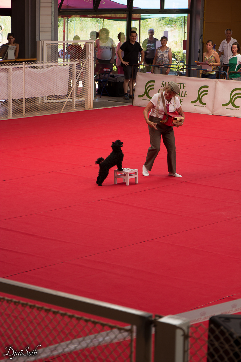 04-16_dog-dancing