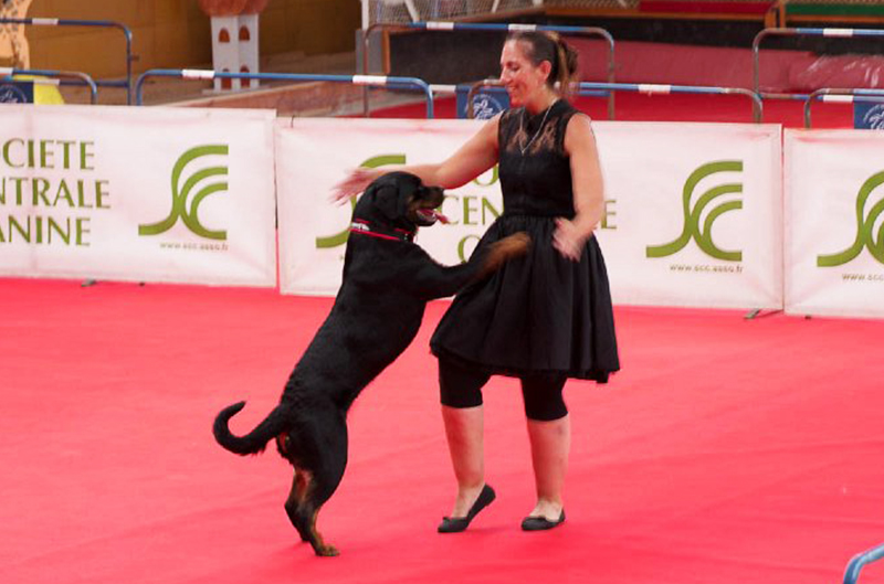 04_DogDancing2017_3