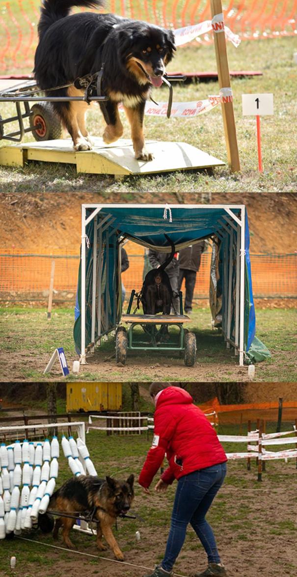 Attelage_Obstacles_2