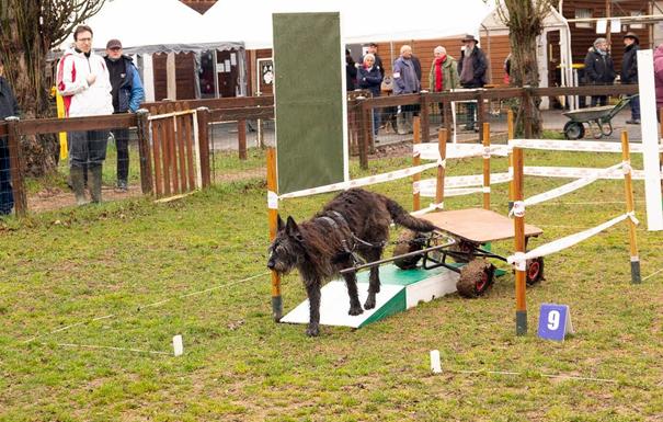 Attelage_Obstacles_6a