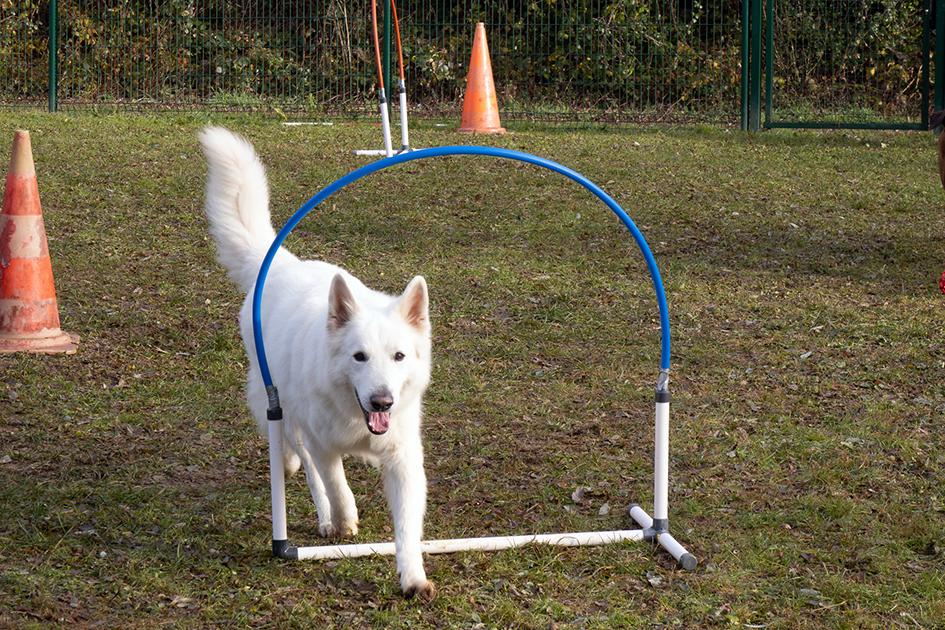Hoopers_Looska