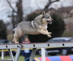 Agility_Competiteurs_Aurore